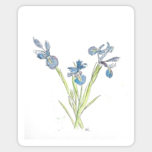 Blue Iris Flowers drawing Sticker